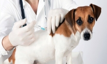 AVISO - Campanha de vacinação antirrábica